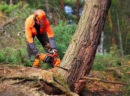  Flowery Branch, GA Tree Removal Pros