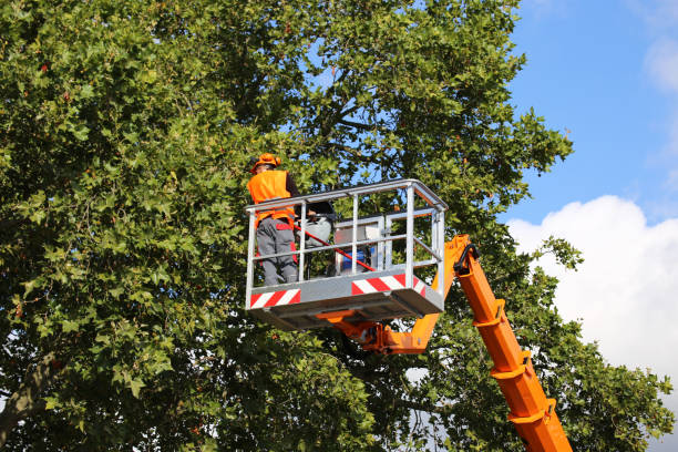 Best Storm Damage Tree Cleanup  in Flowery Branch, GA